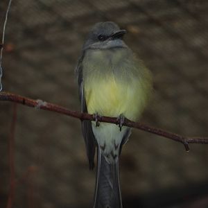 Tropical Kingbird at Tierpark Berlin, 30/08/11