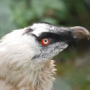 Lammergeier at Tierpark Berlin, 30/08/11