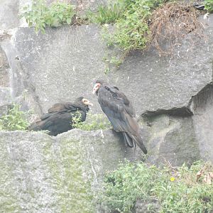 Lesser Yellow-headed Vultures at Tierpark Berlin, 30/08/11