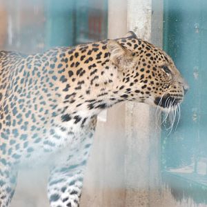 Javan Leopard at Tierpark Berlin, 30/08/11