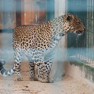 Javan Leopard at Tierpark Berlin, 30/08/11