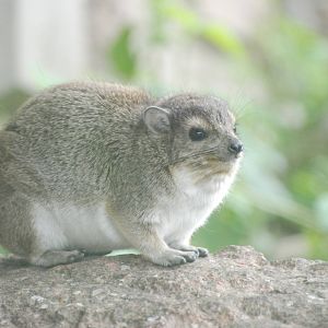 Yellow-spotted Bush Hyrax at Tierpark Berlin, 30/08/11