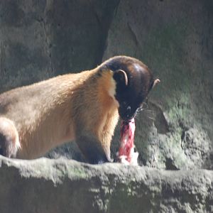 Northern Yellow-throated Marten at Tierpark Berlin, 30/08/11