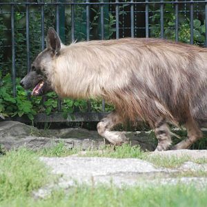 Brown Hyaena at Tierpark Berlin, 30/08/11