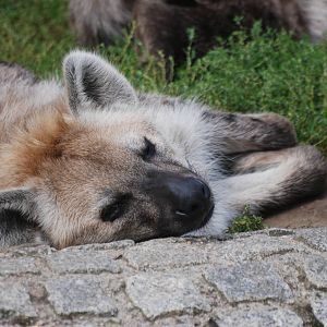 Spotted Hyaena at Tierpark Berlin, 30/08/11