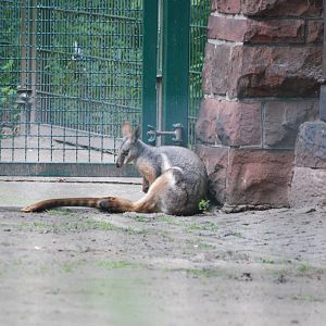 Yellow-footed Rock Wallaby at Tierpark Berlin, 30/08/11
