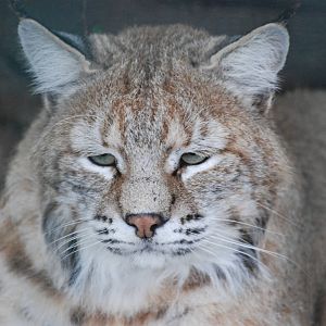 Bobcat at Tierpark Berlin, 30/08/11
