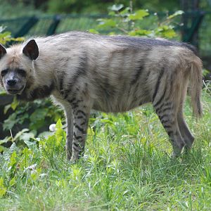 Striped Hyaena at Tierpark Berlin, 30/08/11