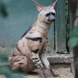 East African Aardwolf at Tierpark Berlin, 30/08/11
