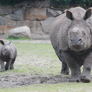 Indian Rhino and Calf at Tierpark Berlin, 30/08/11
