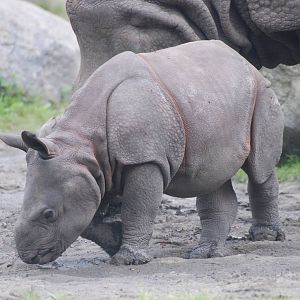 Indian Rhino Calf at Tierpark Berlin, 30/08/11