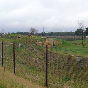 Lion Enclosure - 06/09/2011