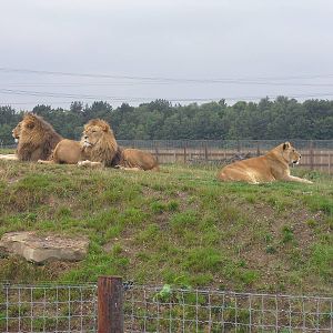 Lions - 06/09/2011