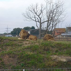 Lions - 06/09/2011