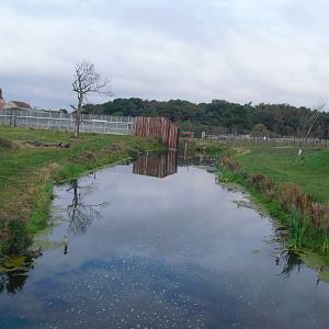 Lion Enclosure - 06/09/2011