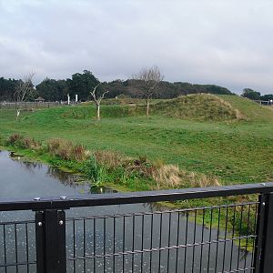 Lion Enclosure - 06/09/2011