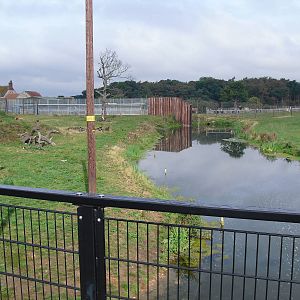 Lion Enclosure - 06/09/2011
