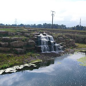 Lion Country Waterfall - 06/09/2011