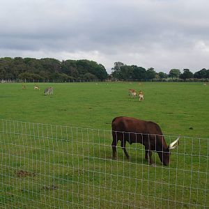 African Plains - 06/09/2011