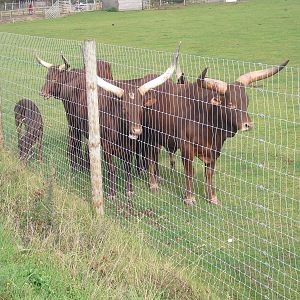 Ankole-Watusi - 06/09/2011