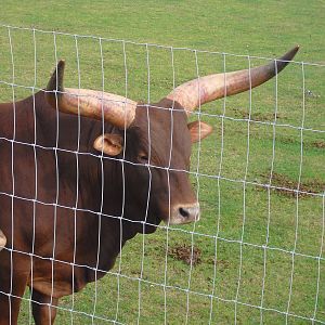 Ankole-Watusi - 06/09/2011