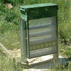 Orang-utan jungle - Enrichment