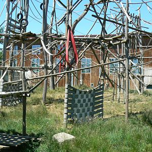 Orang-utan jungle - Outdoor enclosure