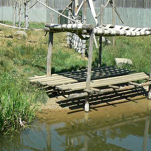 Orang-utan jungle - Outdoor enclosure