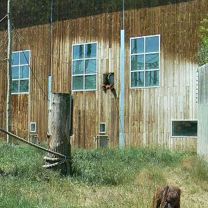 Orang-utan jungle - Outdoor enclosure