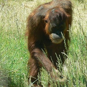 Orang-utan jungle - Sumatran orangutan