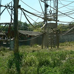 Orang-utan jungle - Outdoor enclosure