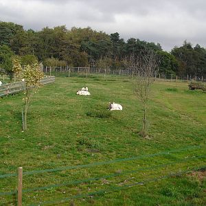 Addax Enclosure - 06/09/2011