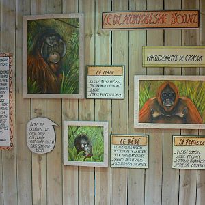 Orang-utan jungle - Educational panel