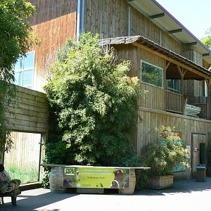 Orang-utan jungle - Orangutans house