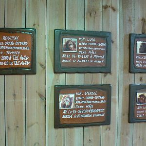 Orang-utan jungle - Identification panels