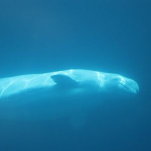 Beluga Whale