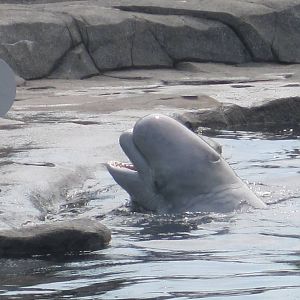 Beluga Whale Feeding