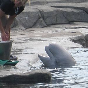Beluga Whale Feeding