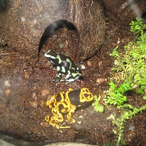 Poison Dart Frogs