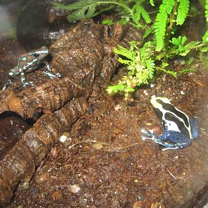 Poison Dart Frogs