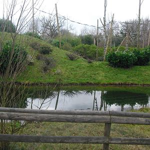 Sulawesi Crested Macaque Enclosure - 16/02/2011