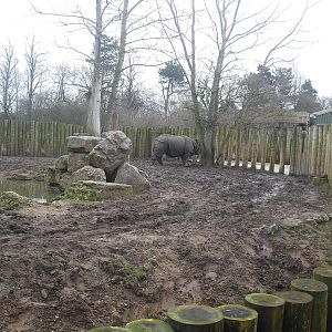 Greater One-horned Rhinoceros Enclosure - 16/02/2011