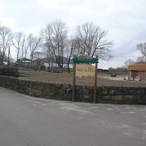 Giraffe Paddock - 16/02/2011