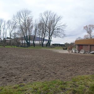 Giraffe Paddock - 16/02/2011