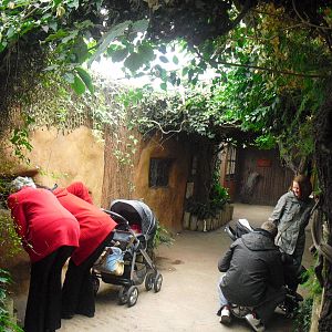 Inside Secret World of the Okapi - 16/02/2011