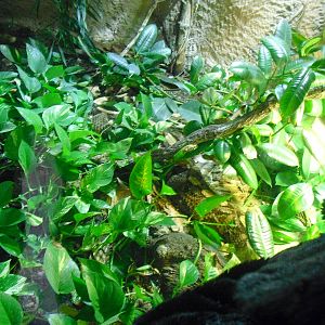 Gaboon Vipers - 16/02/2011