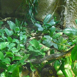 Gaboon Vipers - 16/02/2011