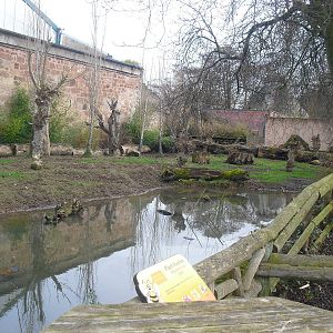Red River Hog Enclosure (?) - 16/02/2011