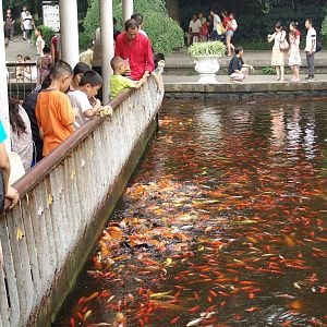 Koi pond with enthusiastic public