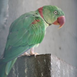 Alexandrian Parrot (Psittacula eupatria)